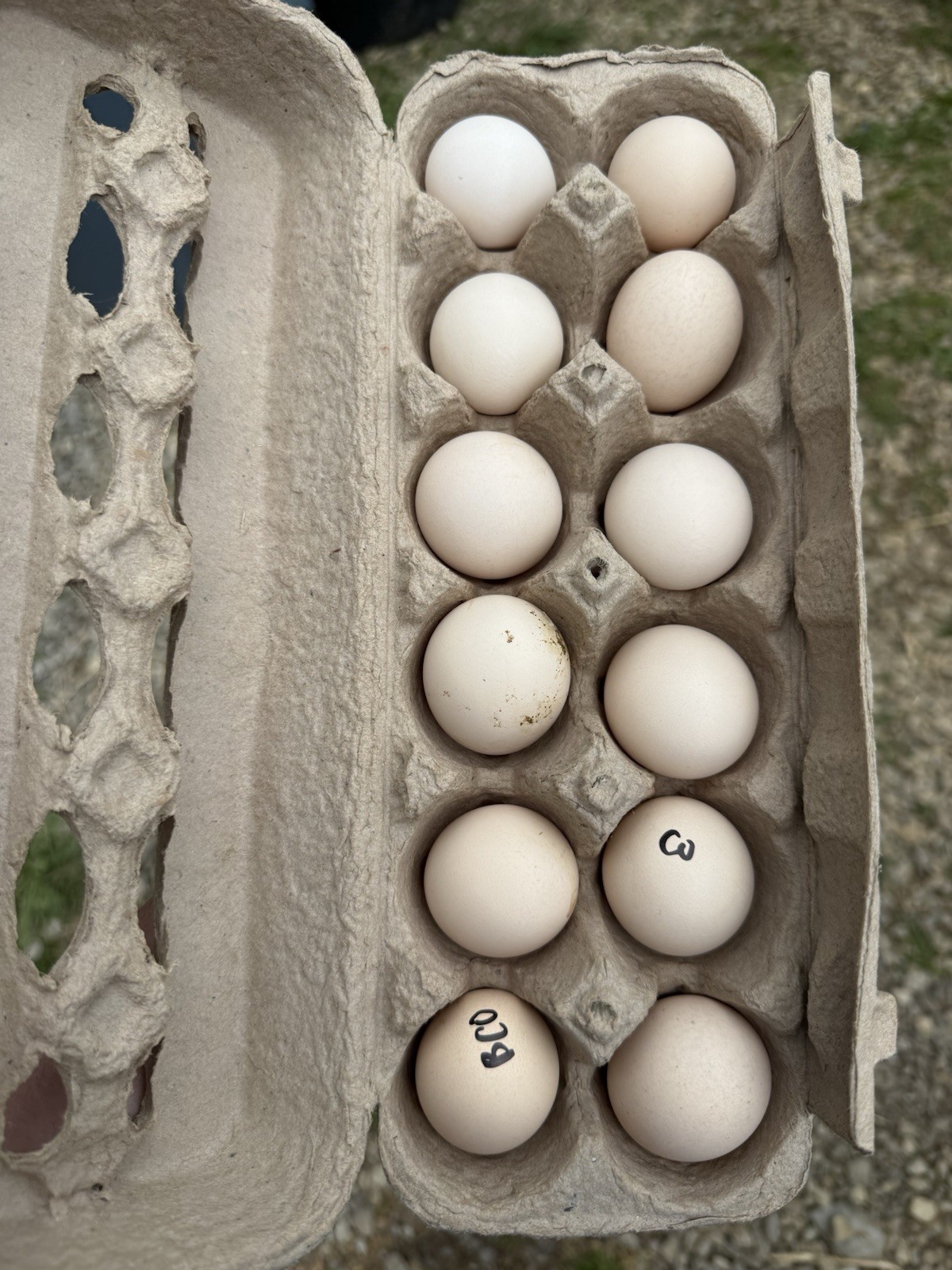 One dozen Hens Choice Bantam Cochin Hatching Eggs