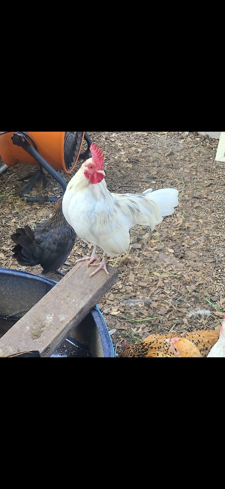 Fertile Bantam Mystery Hatch 18 eggs