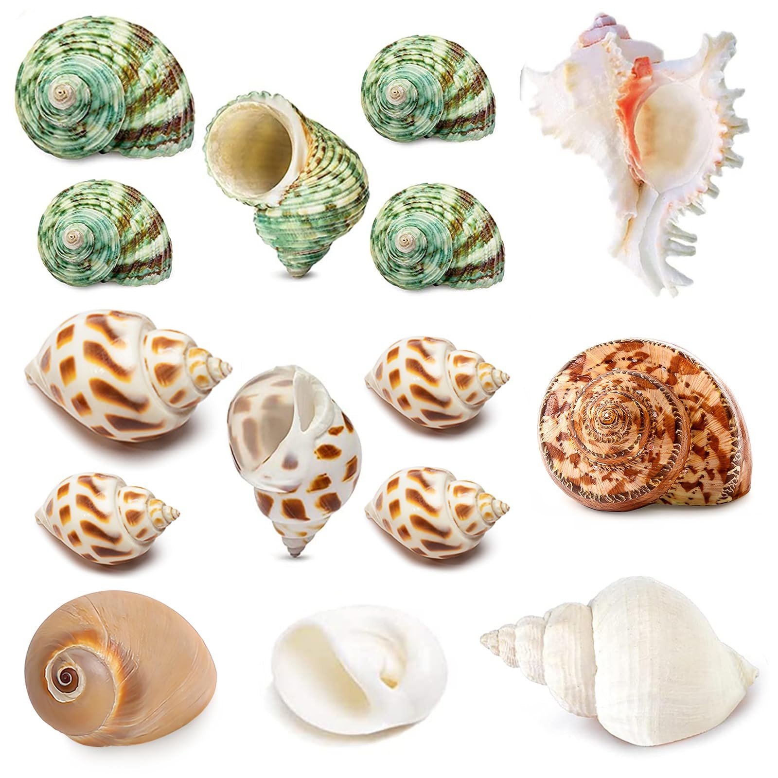 QEQEKAKA 15PCS Hermit Crab Shells (7 Types) Natural 15pcs 7types