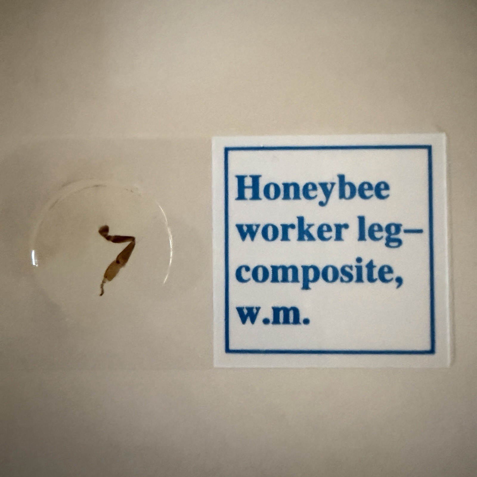 AmScope PS25 Prepared Microscope Slide Set