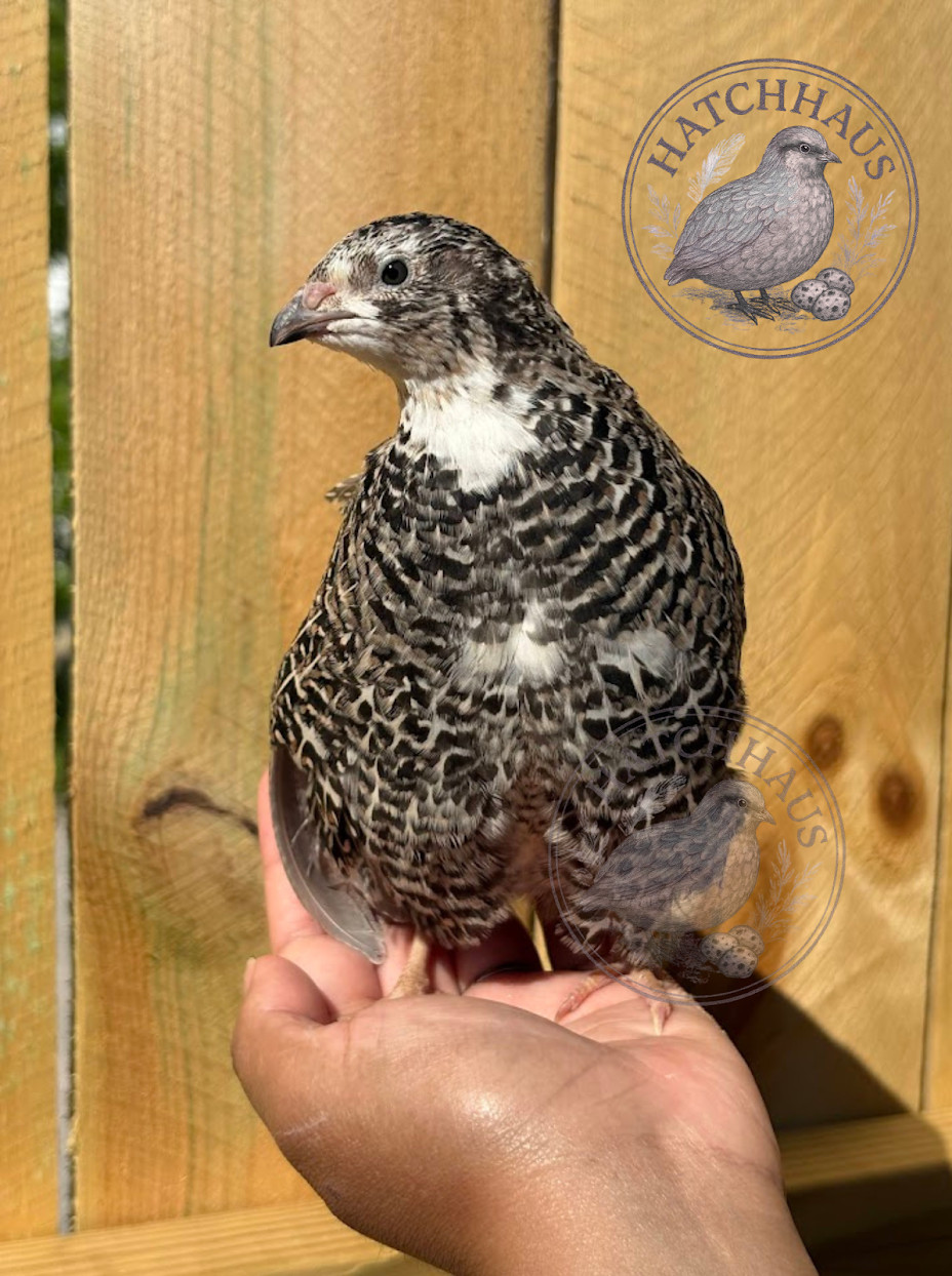 36 Assorted RARE COLORS Coturnix Quail Hatching Eggs - shipped in foam