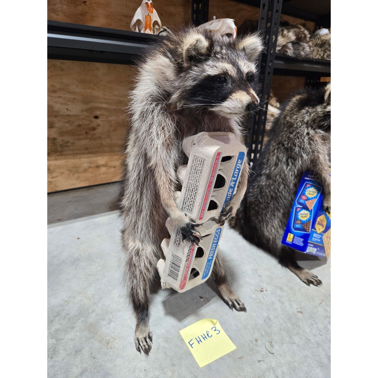 FHHC3 - raccoon taxidermy mount