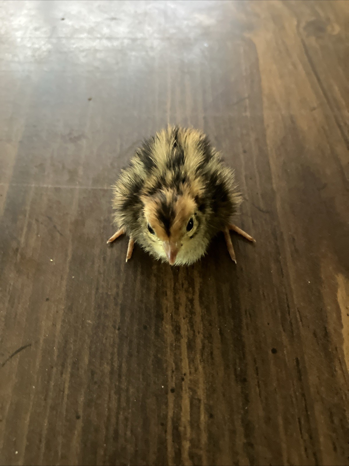 12 Cotirnix Quail Fertile Hatching Eggs