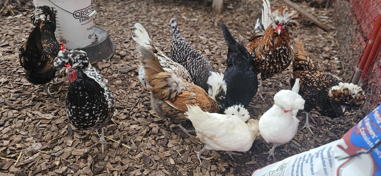 12 Polish Hatching Eggs
