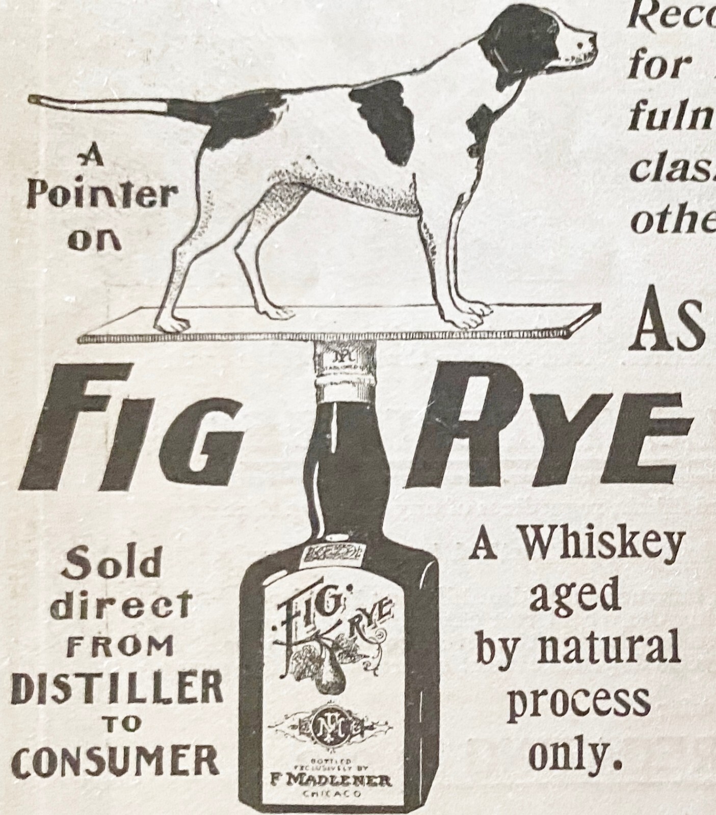 A Pointer Dog On FIG RYE Whiskey Bottle Pun c1900s Print Ad~F.Madlener Distiller