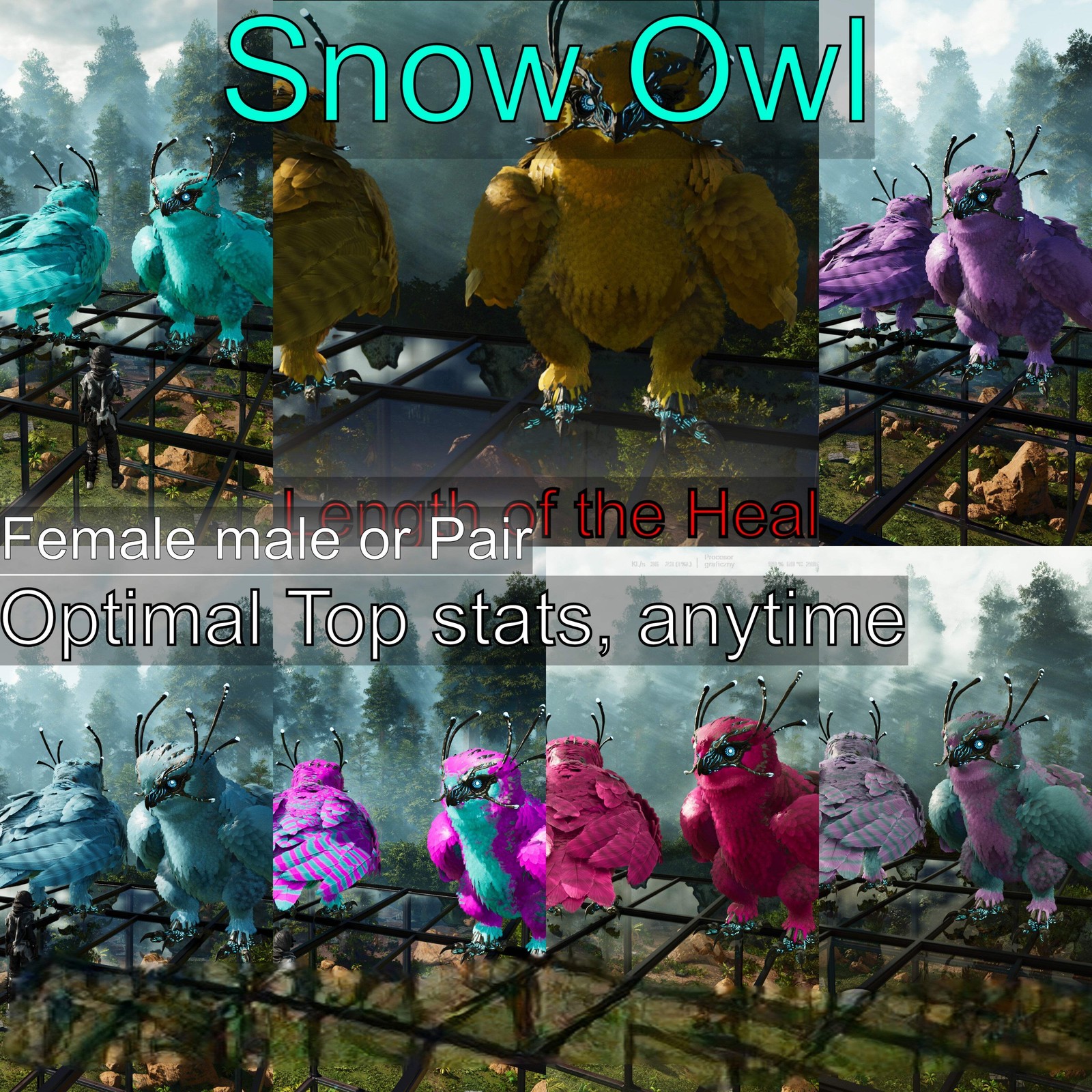 ASA PVE 🦖ARK Survival Ascended Snow Owl Max Level 362 / Solids / TOP STATS