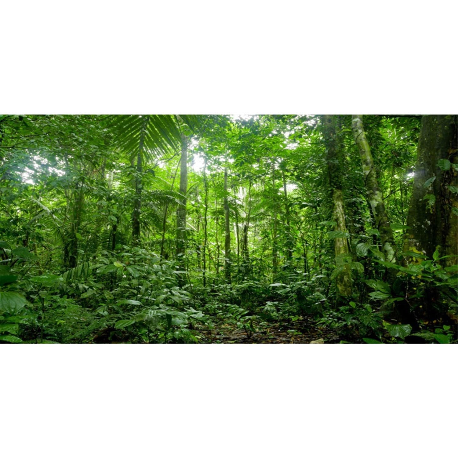 AWERT 48x18 inches Terrarium Background Tropical Aquarium 48x18in/120x45cm