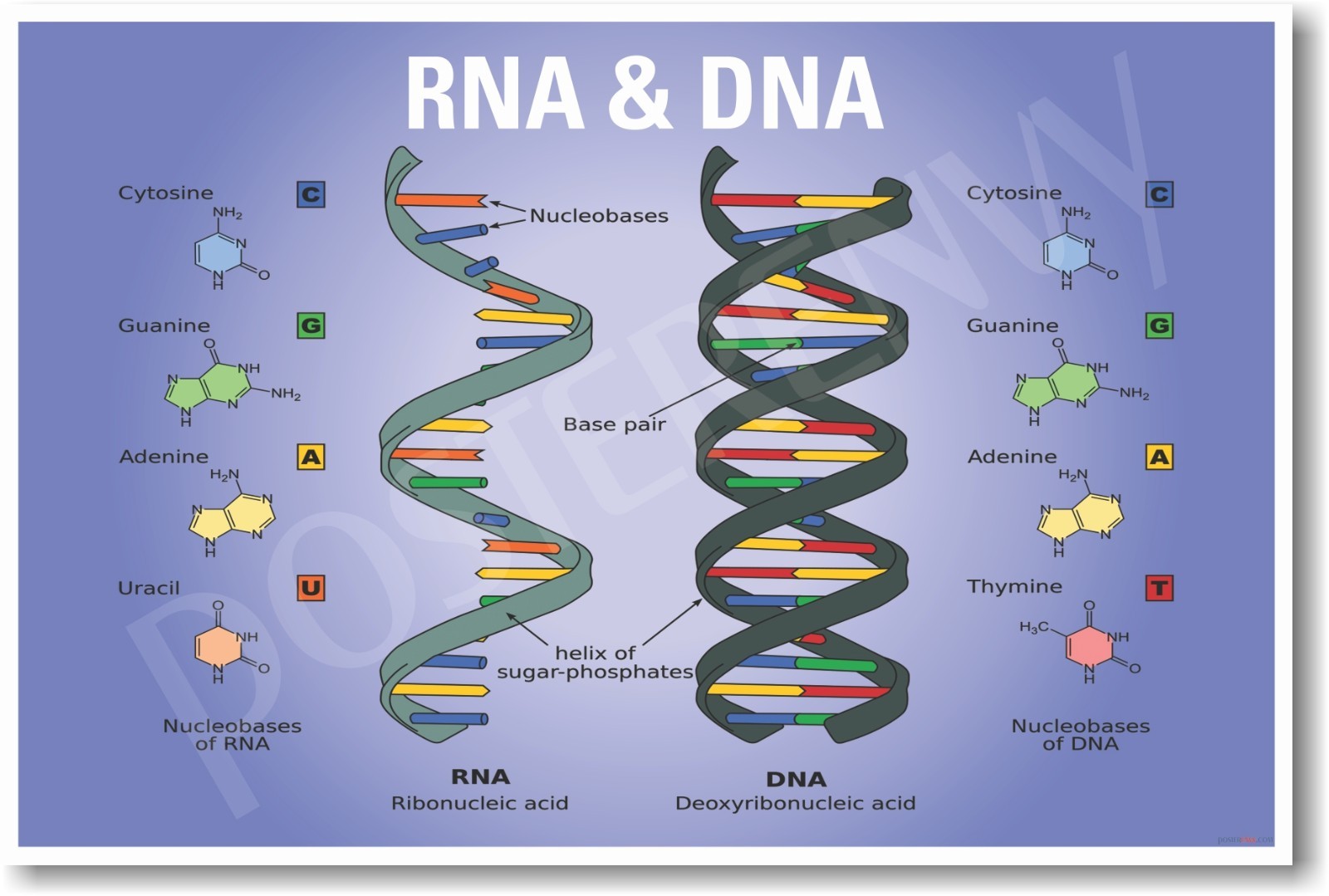 DNA & RNA Biology NEW EDUCATION CLASSROOM SCIENCE BIOLOGY POSTER