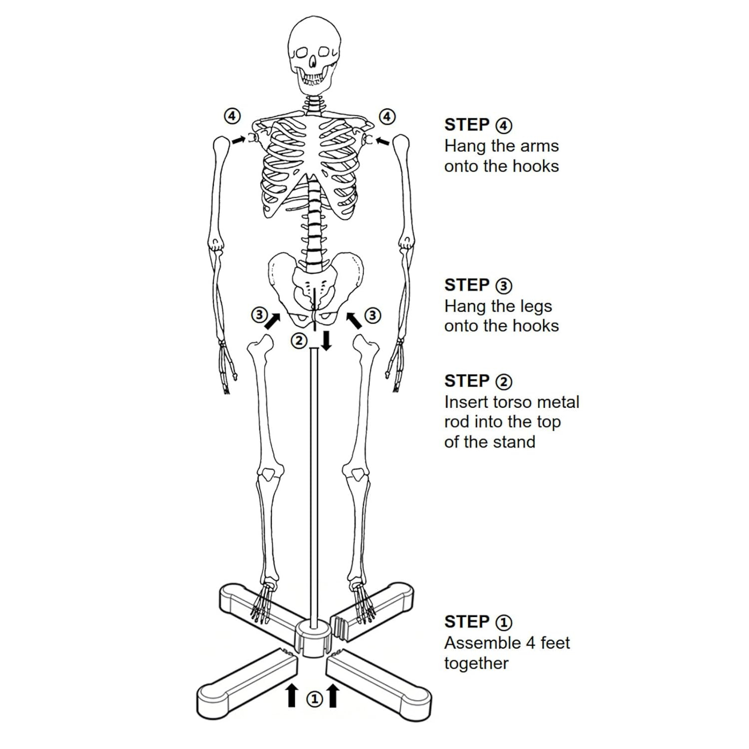 Mini Human Skeleton Model 33.5" Anatomy Study Display