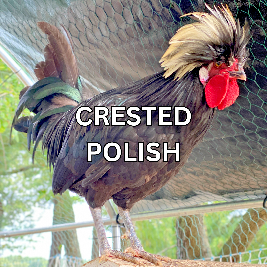 10 Custom Select Chicken Hatching Eggs - You Choose - See Description for Breeds