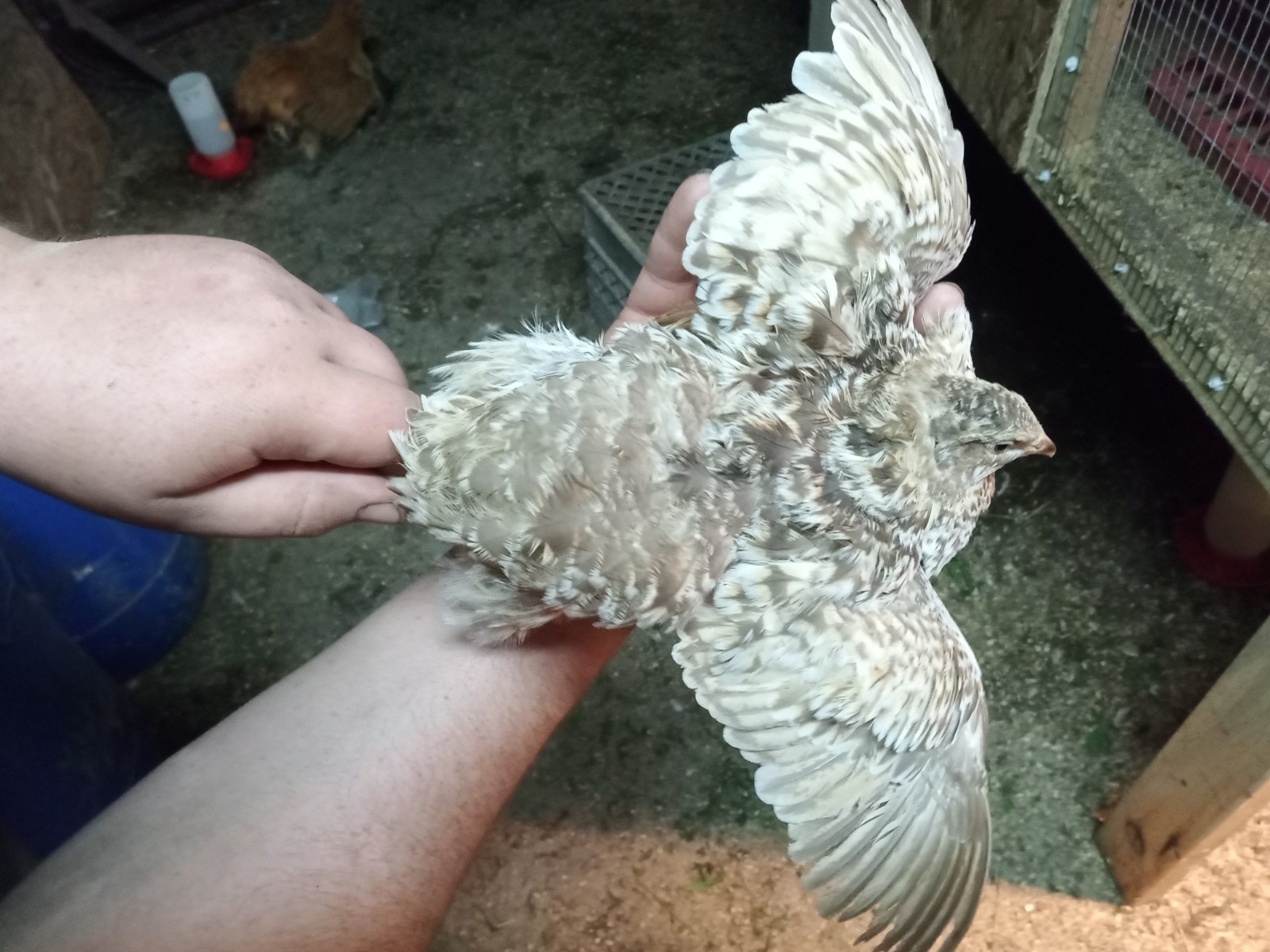 50+ Rare Conturnix Quail hatching Eggs Mixed Colors