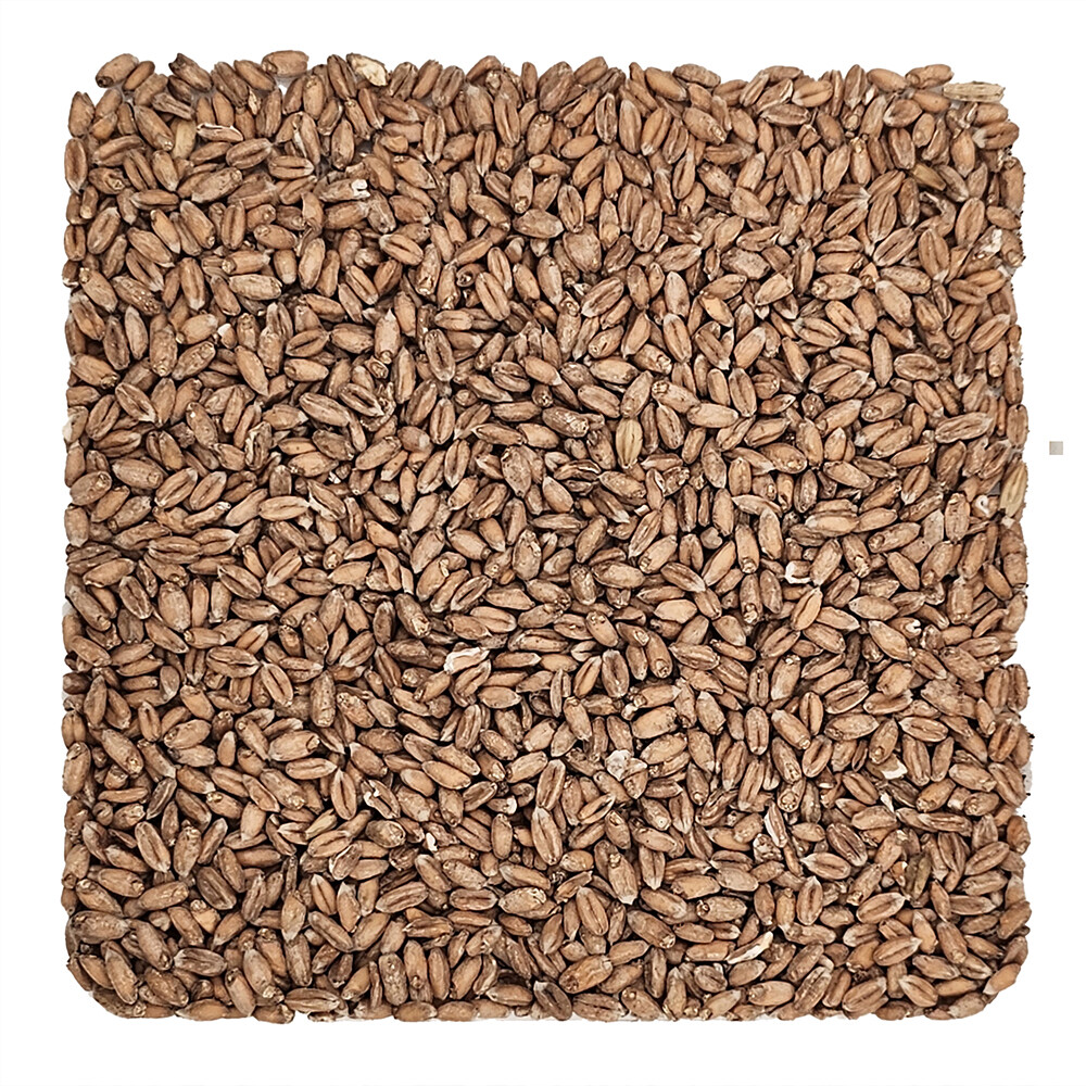 Home Brew Ohio Spelt Grain 5lb