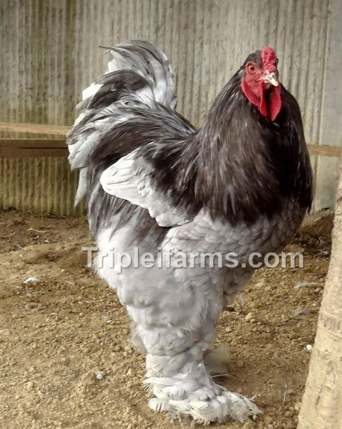 12+ GENTLE GIANTS~ BLUE BRAHMA  Fertile Chicken Hatching Eggs A+++