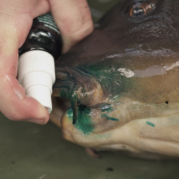 Gardner Tackle Intensive Care Kit Complete Fish Wound Treatment System