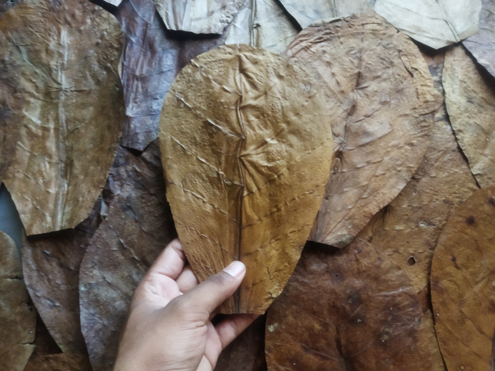 30PCS 5"-7" Leaves Indian Almond Catappa Ketapang   Aquarium Betta Shrimp Fish