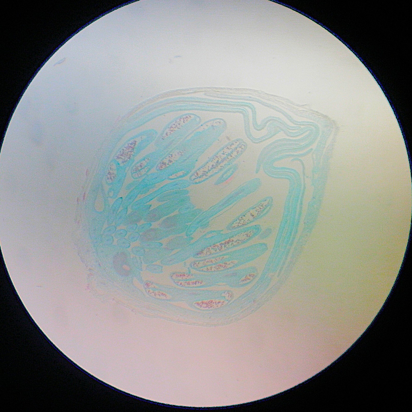 3 Vintage Microscope Slide. Mycena Cap, Ranunculus Flower Bud, Lime Stem