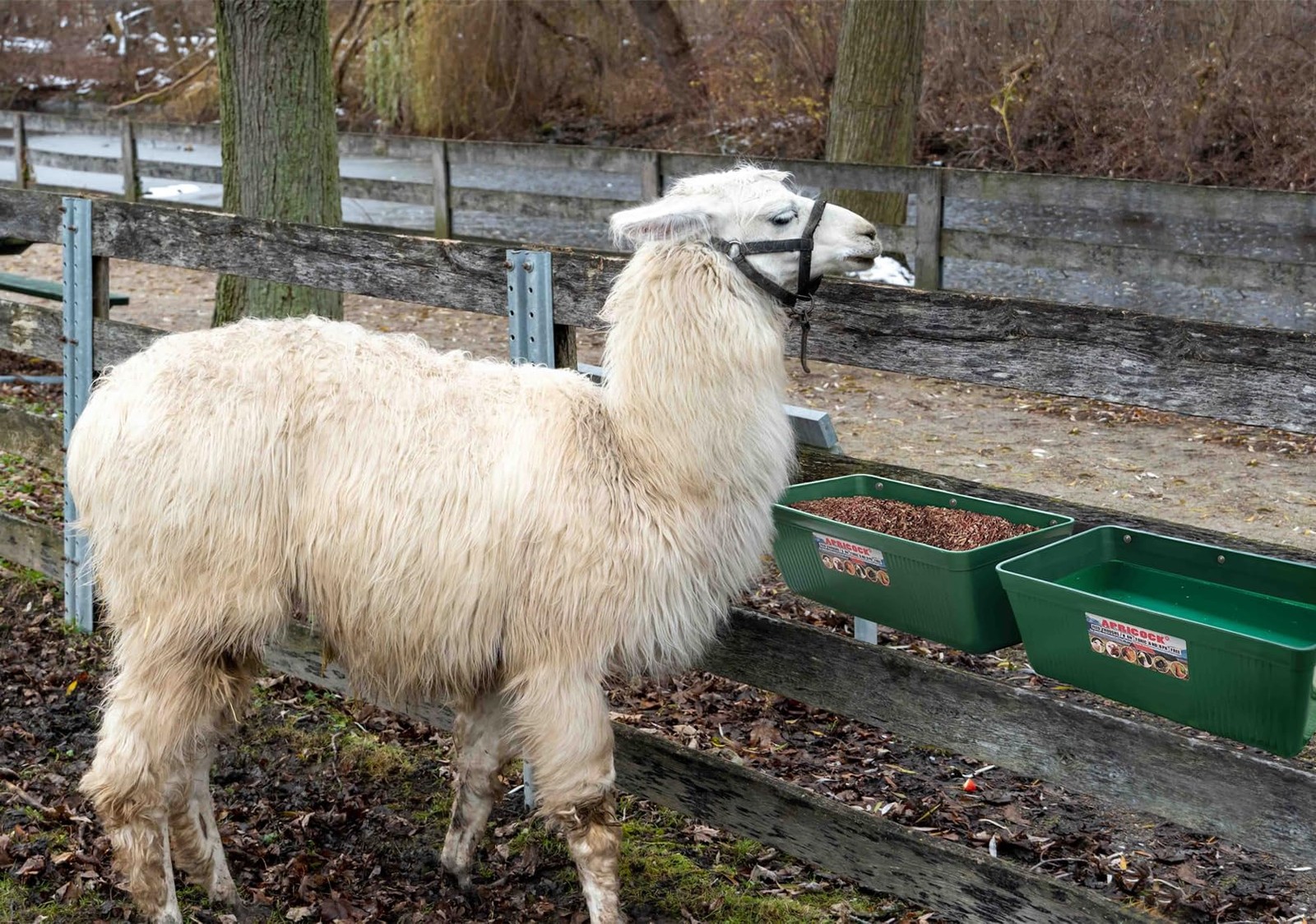 Large Feed Trough and Goat Feeder - 2 Pack Hanging Feeder with Clips, Waterer...
