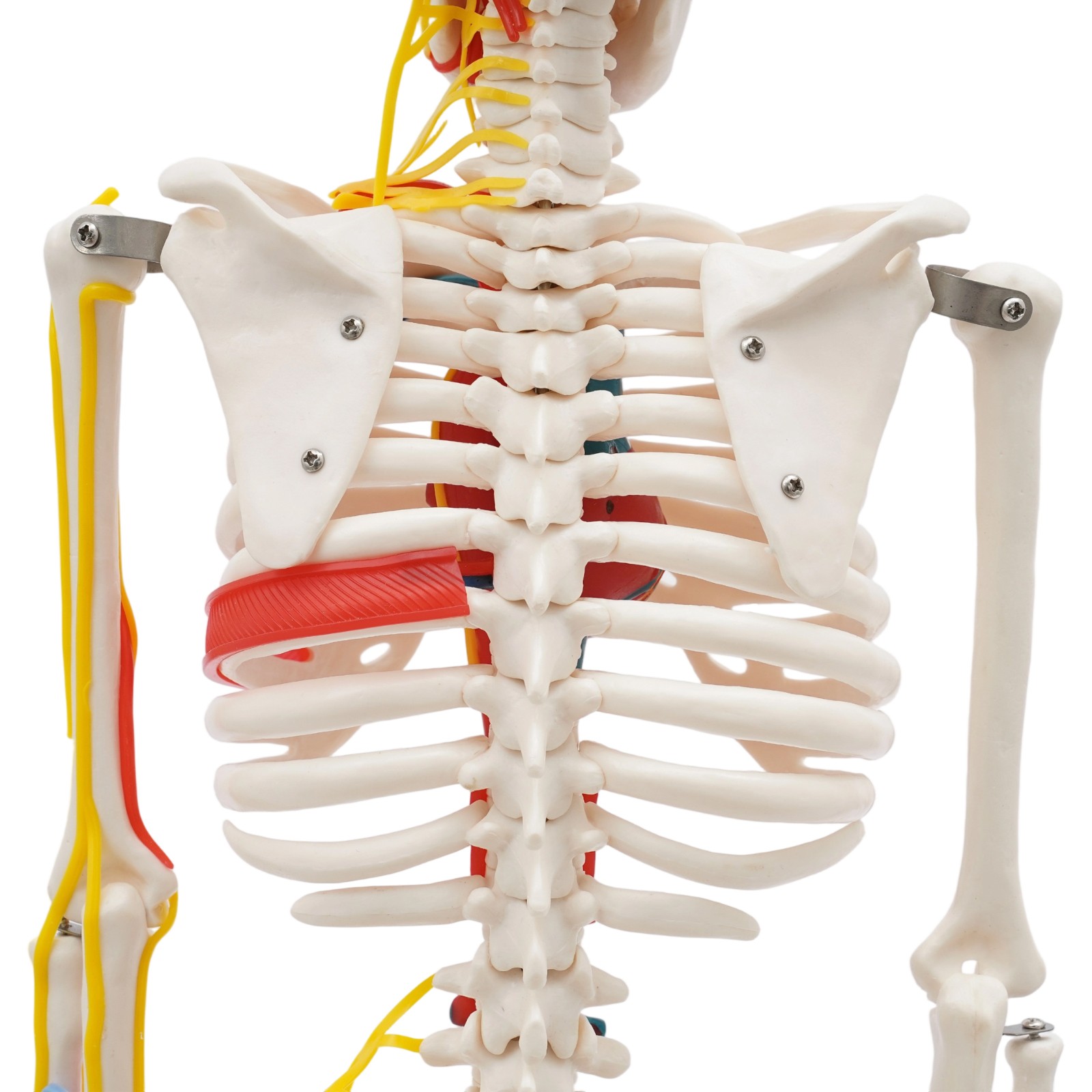 34'' Human Skeleton Model Standing Style With Neurovascular