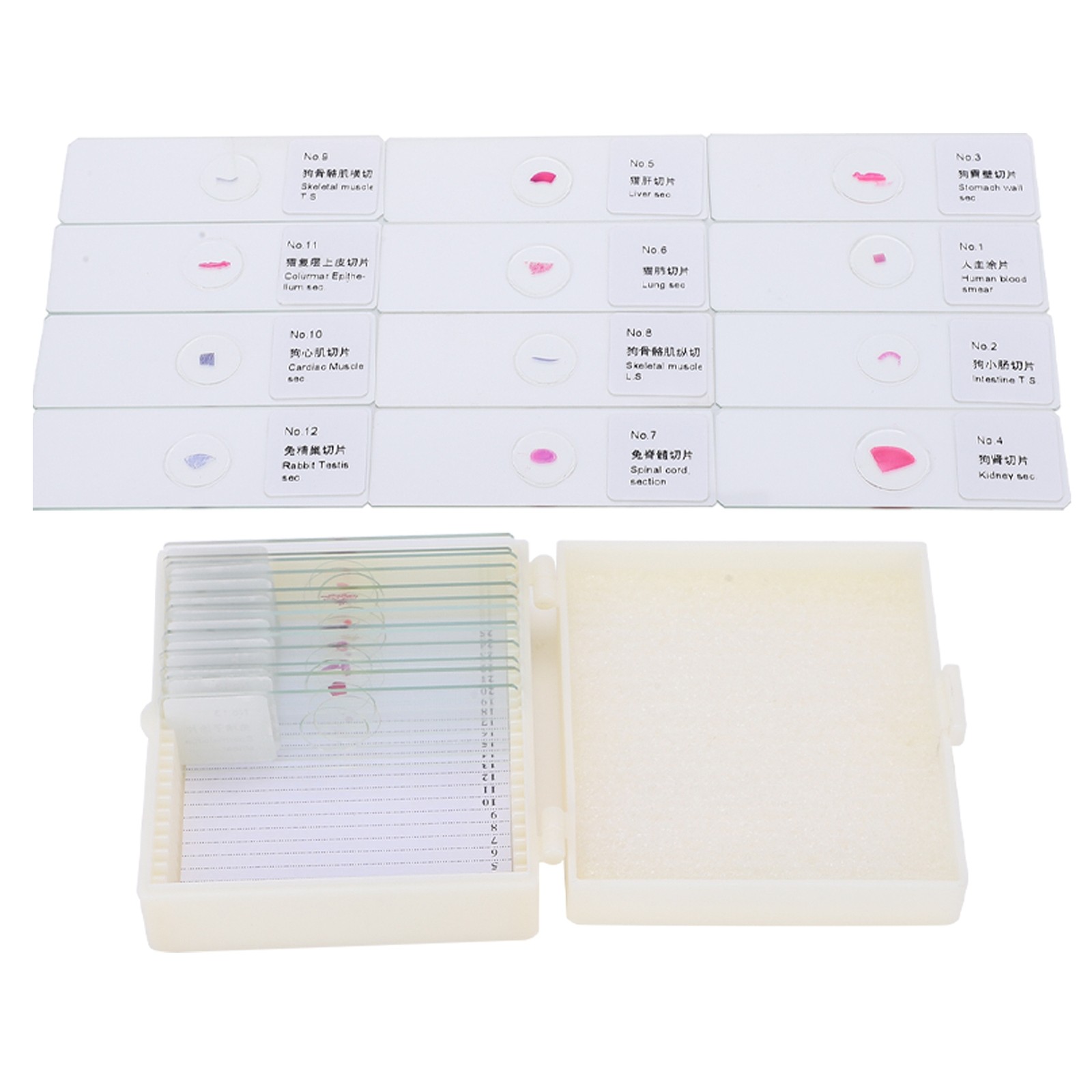 25Pcs Animal Slides Microscope Sample Slides For Science Education Popular