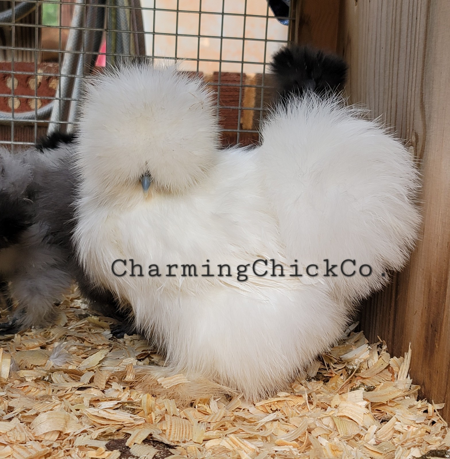 6+ Bearded Silkie Hatching Eggs