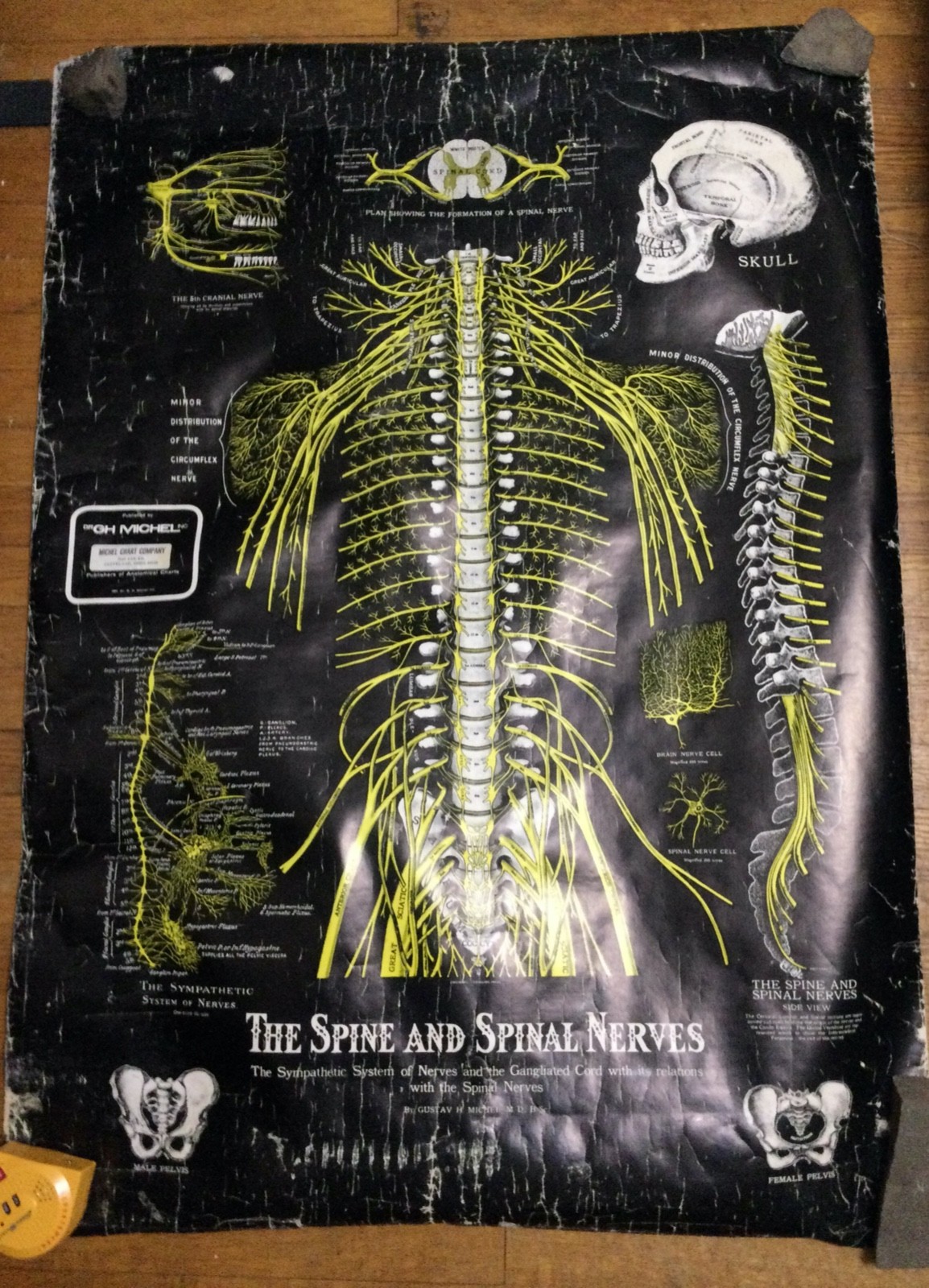 c1964 Vintage Anatomical Pull Down Chart The Spine and Spinal Nerves Dr GHMichel
