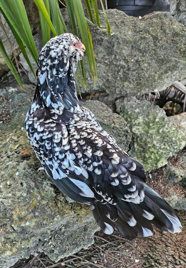 6 Blue and Black Mottled Ameraucana Hatching Eggs - Half Dozen Shipped in Foam!