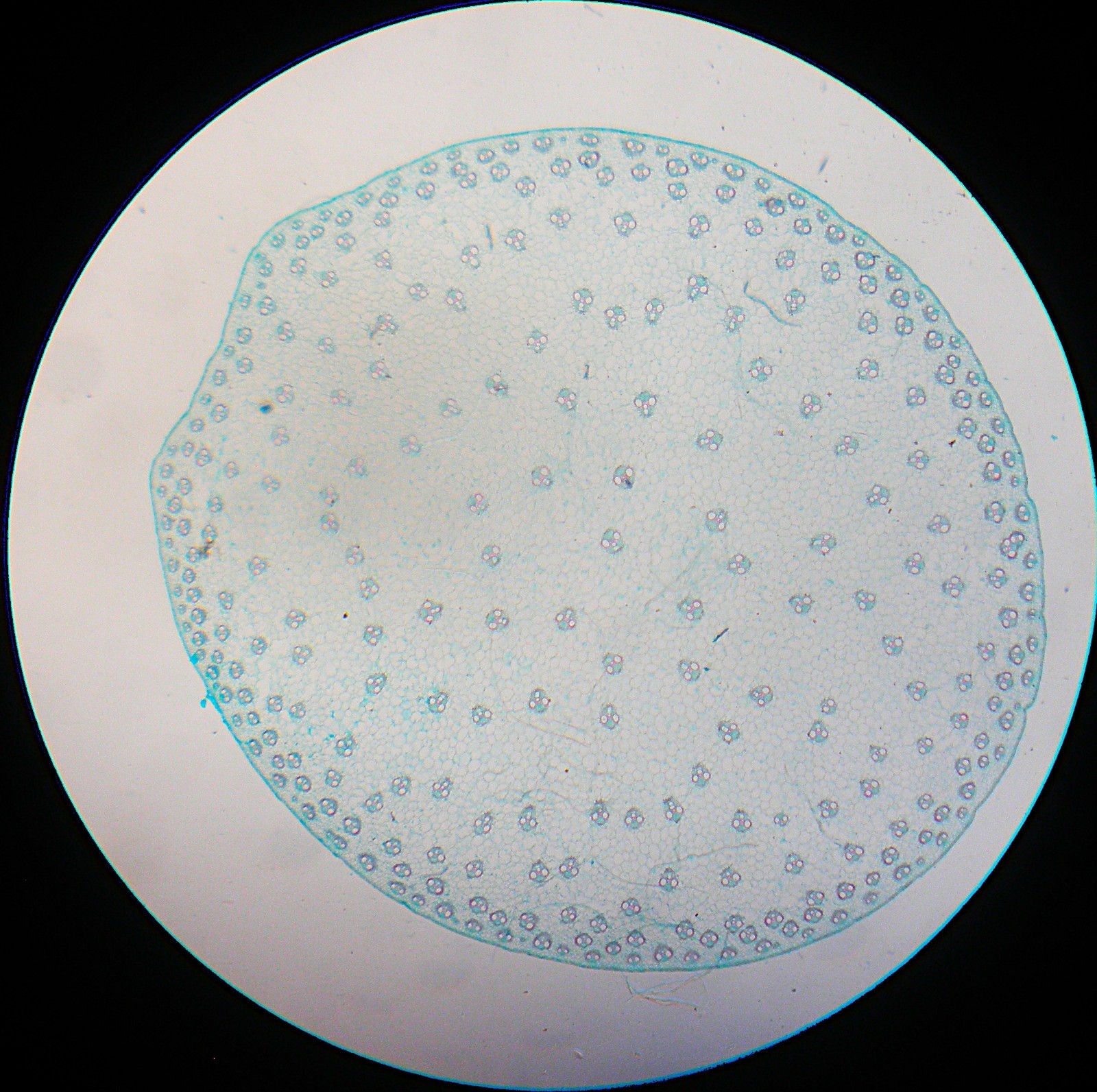 3 Vintage Microscope Slide. Maize, Dandelion, Cabbage with Clubroot. by N.B.S.