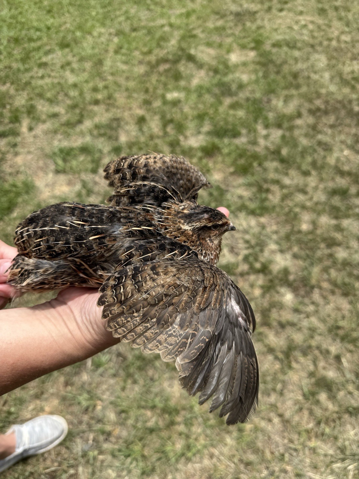 50+ RARE COLORS Coturnix Quail Hatching Eggs NPIP AI Free