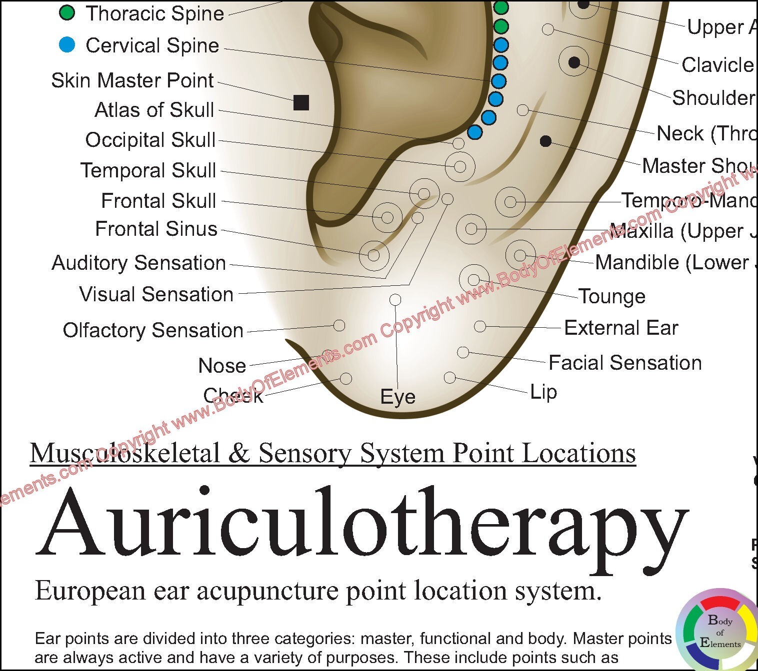 Auriculotherapy Ear Acupuncture Chart 8.5" X 11" Auricular Microsystem