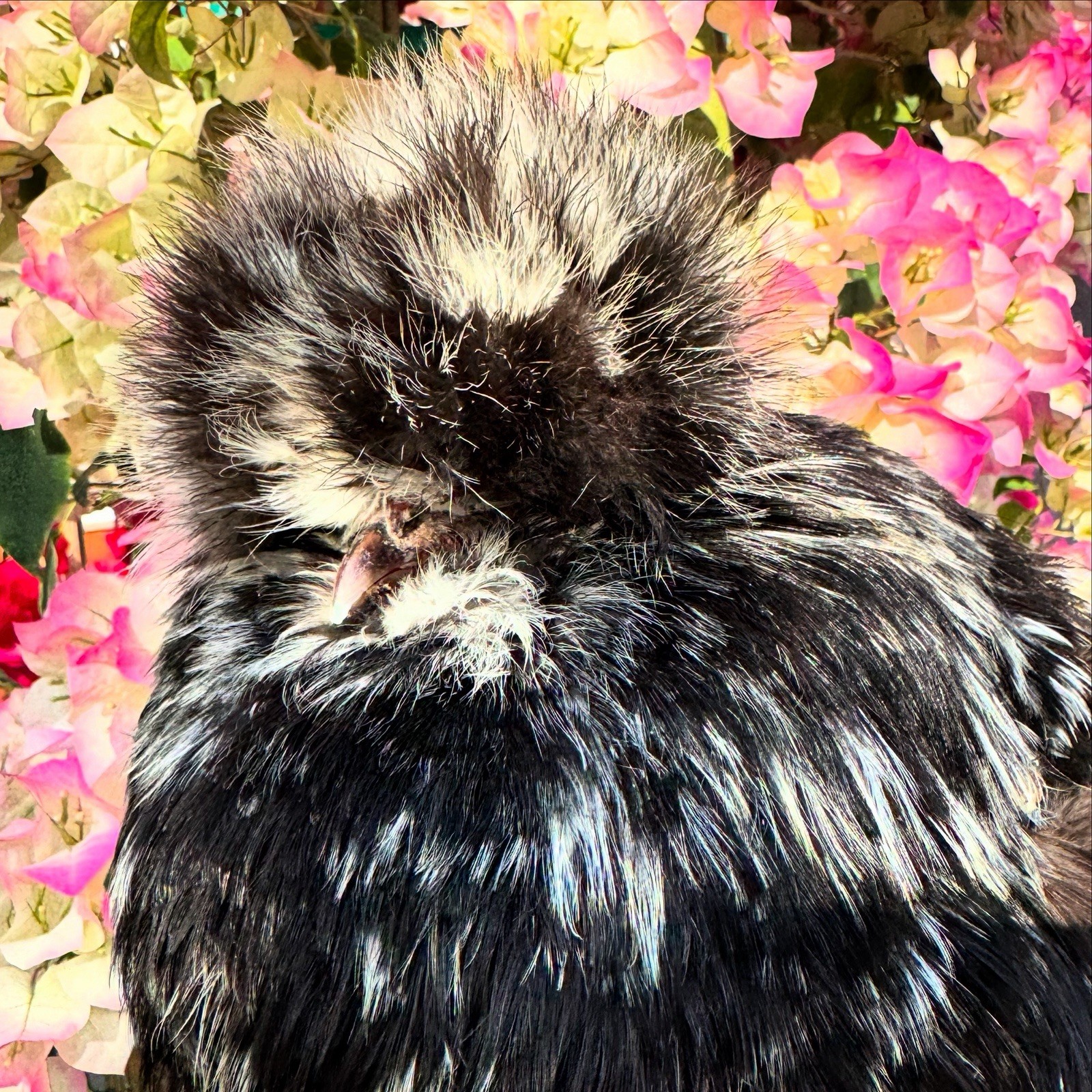 18 Silkie Chicken Hatching Eggs