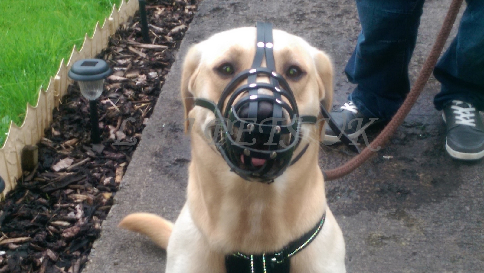 New Light leather Dog Muzzle Labrador  and  Other Similar Snout