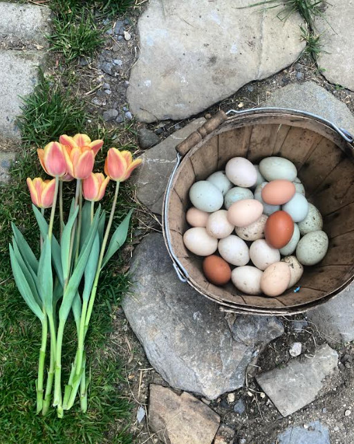 Rainbow Chicken Hatching Eggs🌈