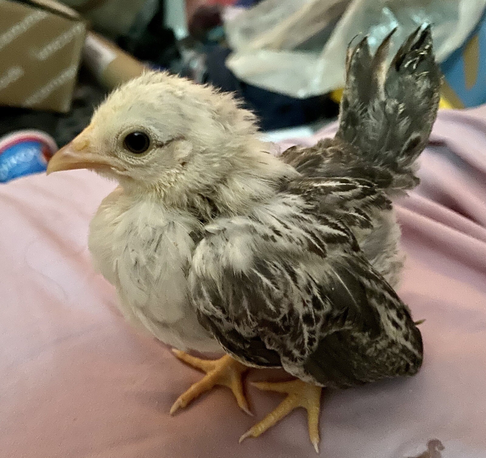 4+2 Extra🐣 💯 PURE Serama Hatching Eggs ❣ **assortment (Hen's Choice)***￼