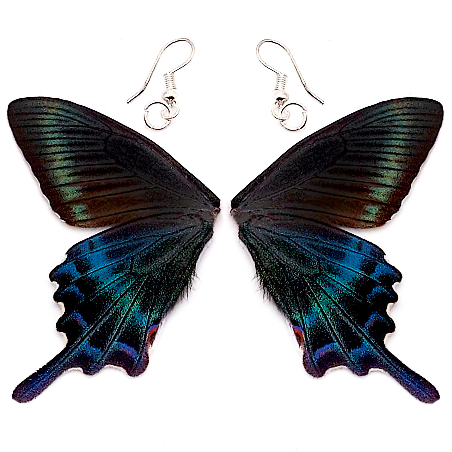 Papilio maacki blue green WHOLE preserved butterfly wing earrings