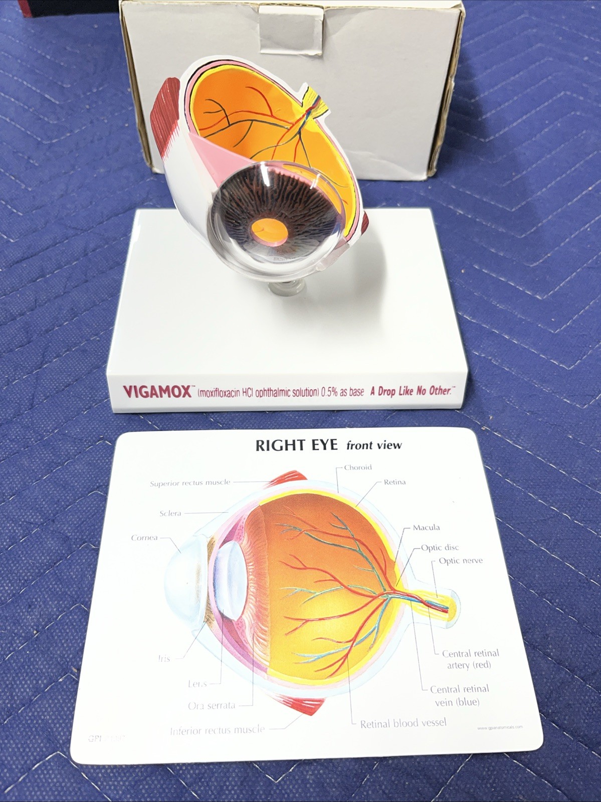 Vigamox Right Eye Model