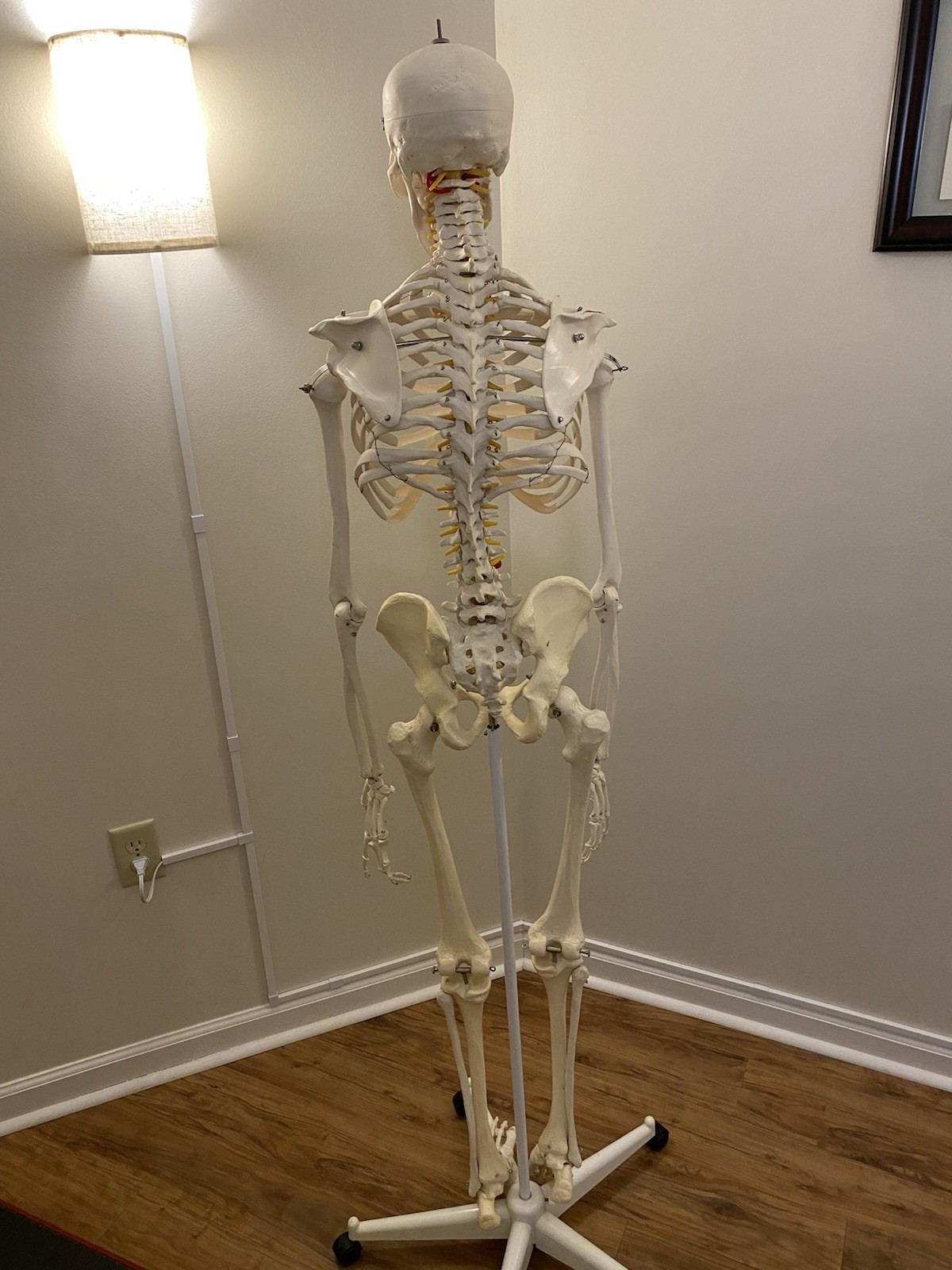 Fred The Flexible Skeleton Anatomical Model