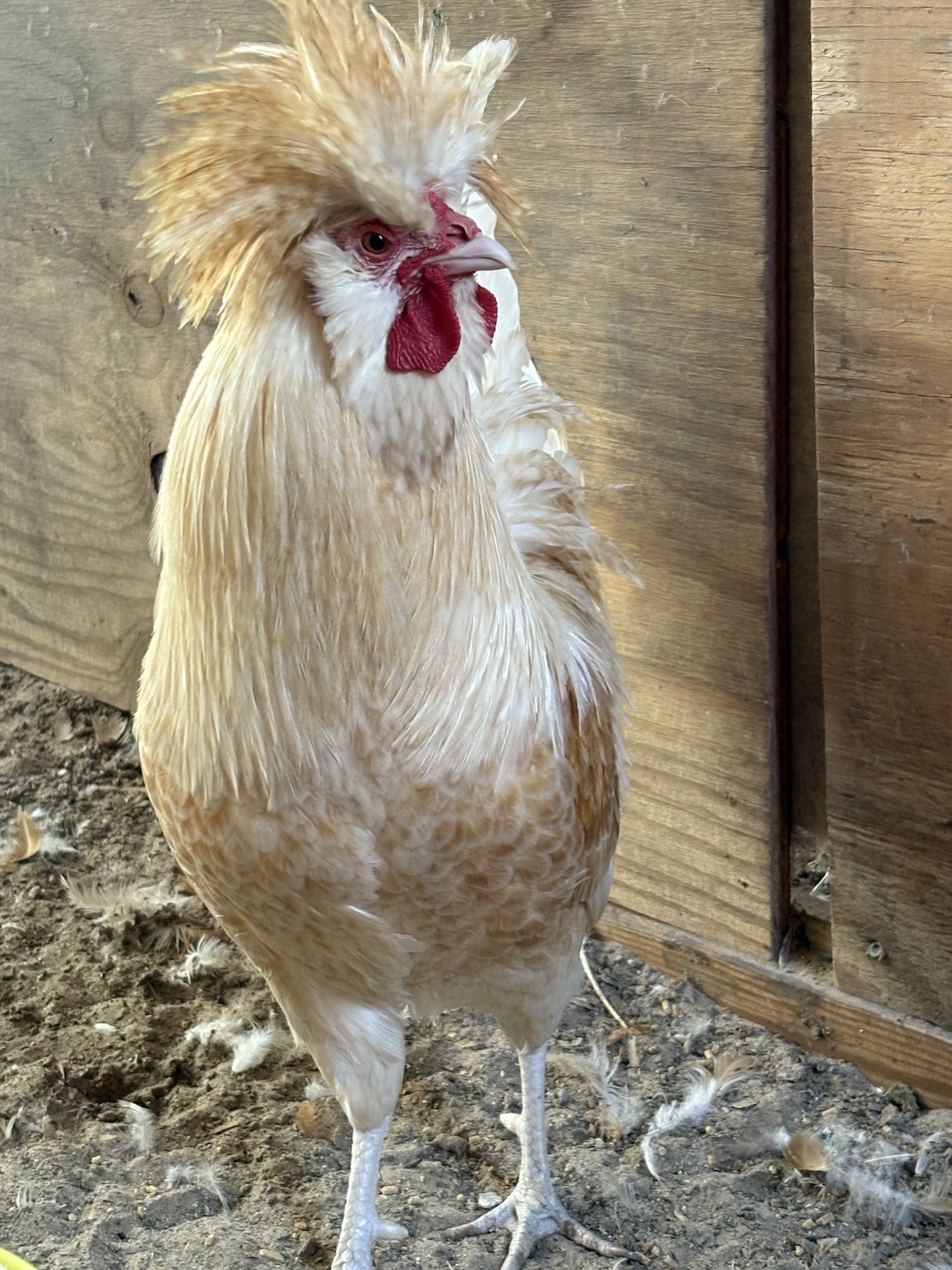 6💕RARE LEMON CUCKOO POLISH Fertile EGGS.