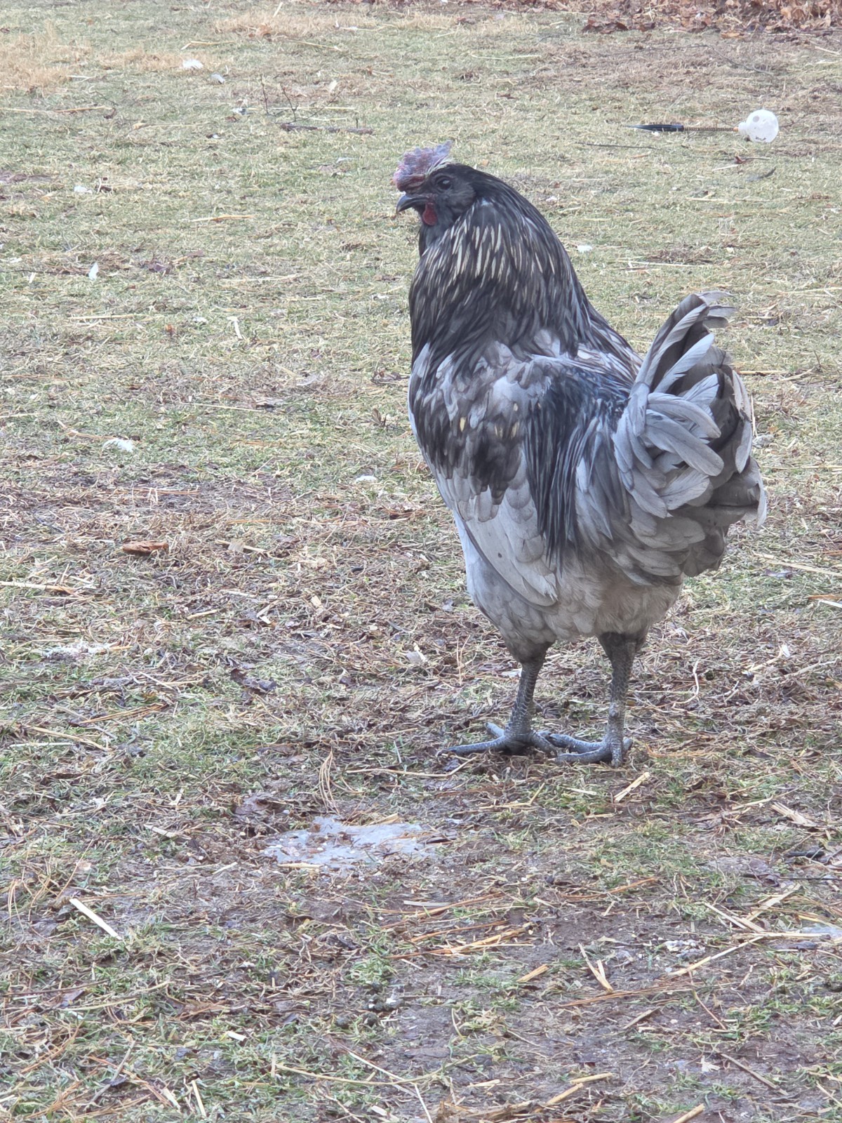 6+ Fertilized Blue & Olive Chicken Eggs