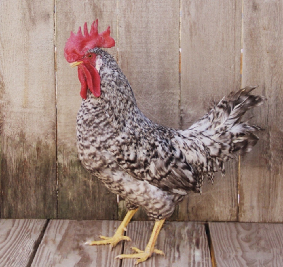 Free SHIPPING 12 California Gray Chicken Hatching Eggs NPIP/AI Clean