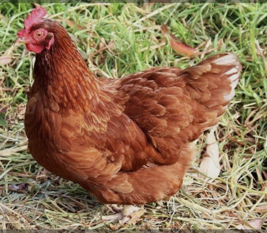 Ships Free 12  ISA Brown Chicken Hatching Eggs.NPIP/AI certified