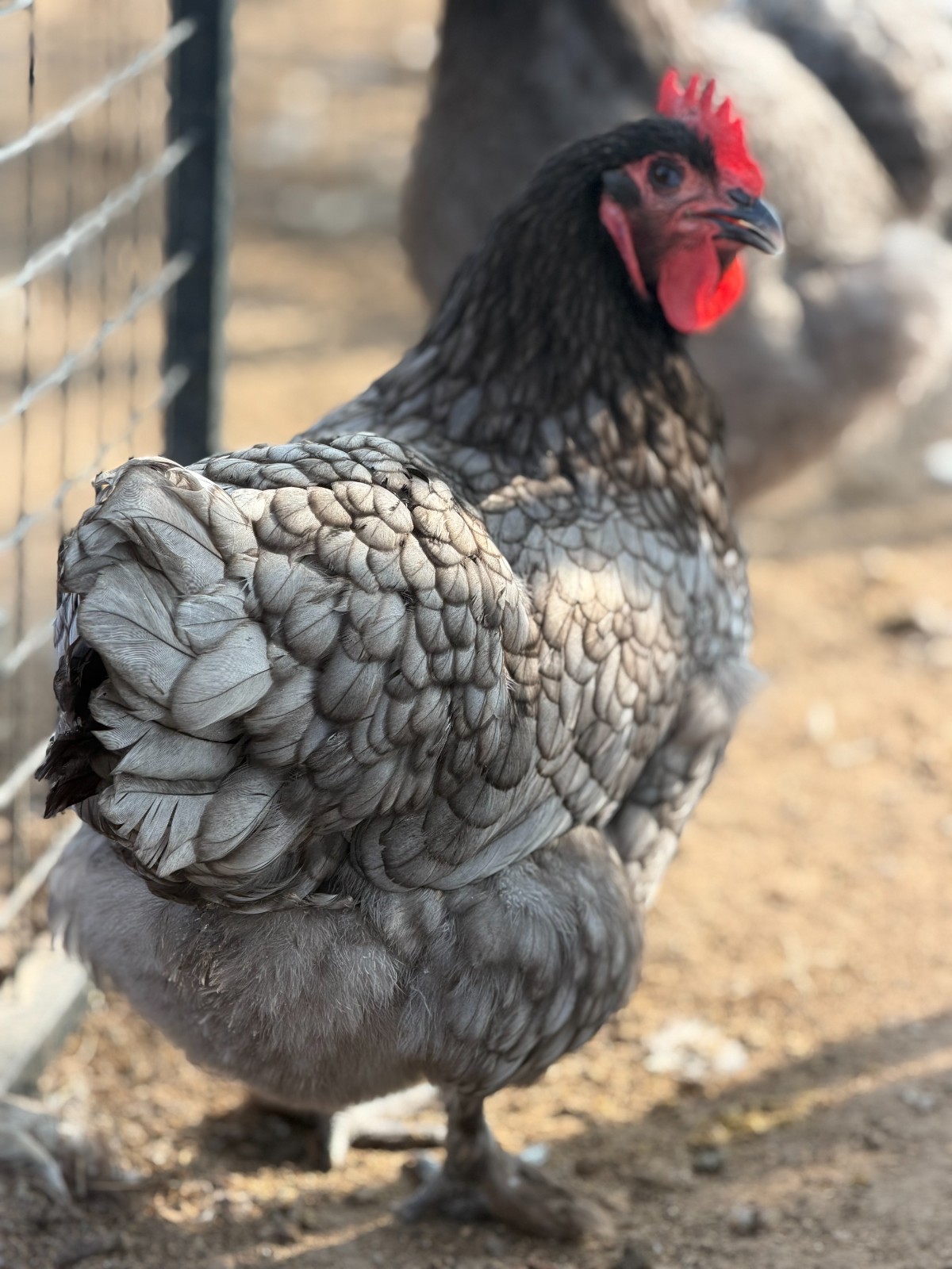 12 (+2 Extra) Easter - Olive Egger RAINBOW Chicken Hatching Eggs Mix Speckled