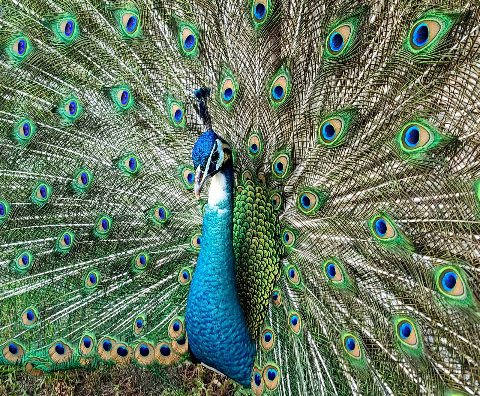 *5* Peacock Peafowl Hatching Eggs Variety Pack! *Laying Now* *NPIP*