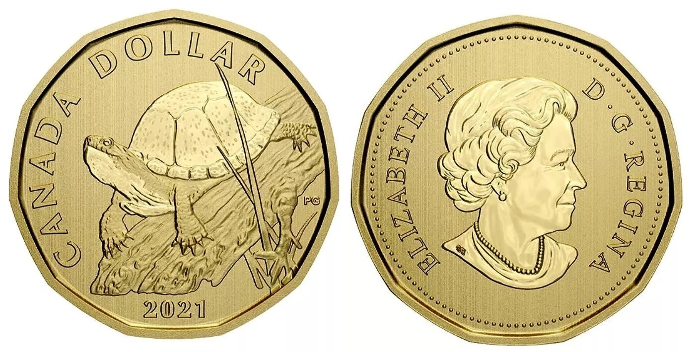 Canada 2021 - Blanding's Turtle - Specimen Loonie!!