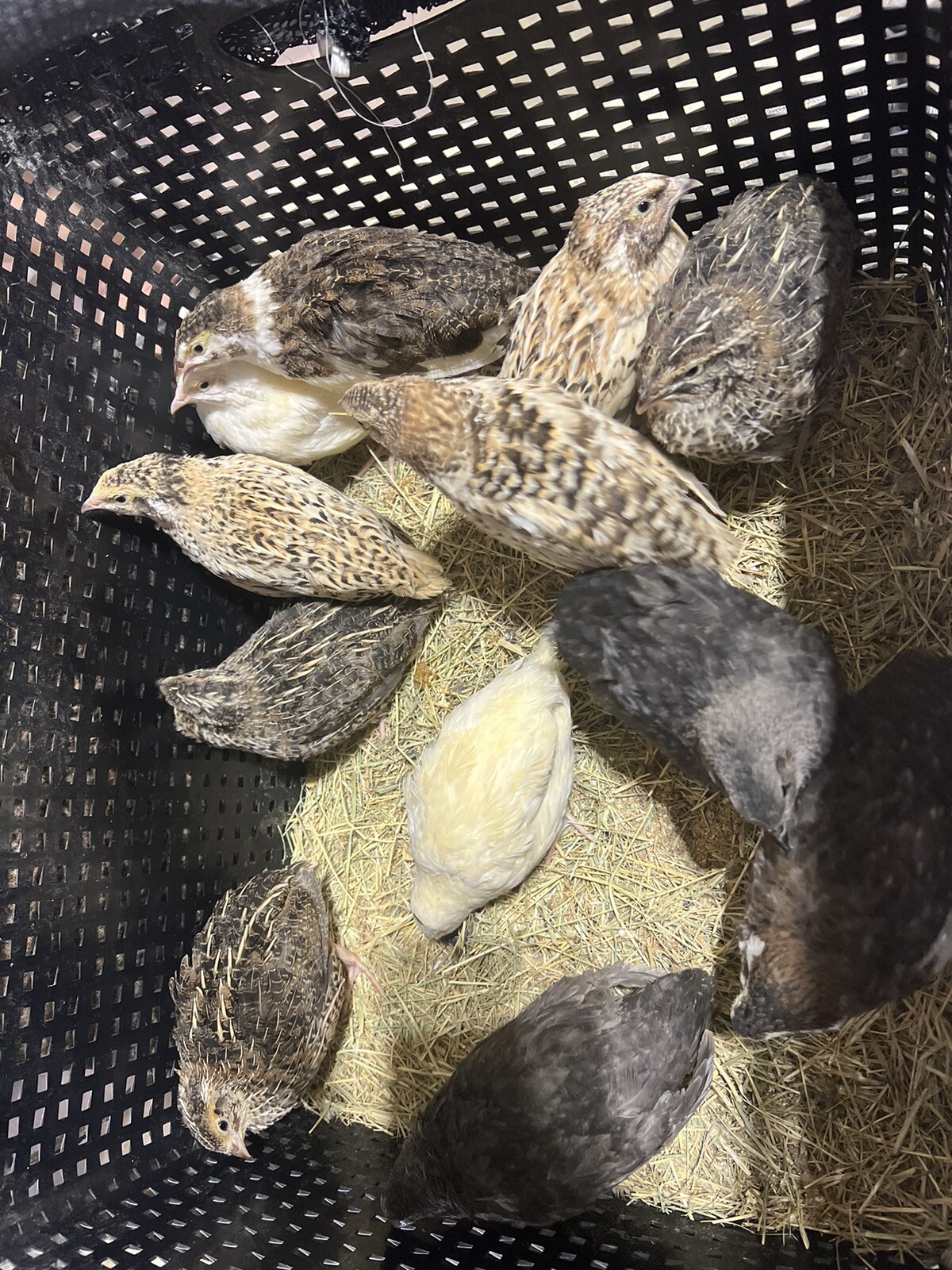 132 Jumbo Quail Hatching Eggs Rare Mix 11 Dozen