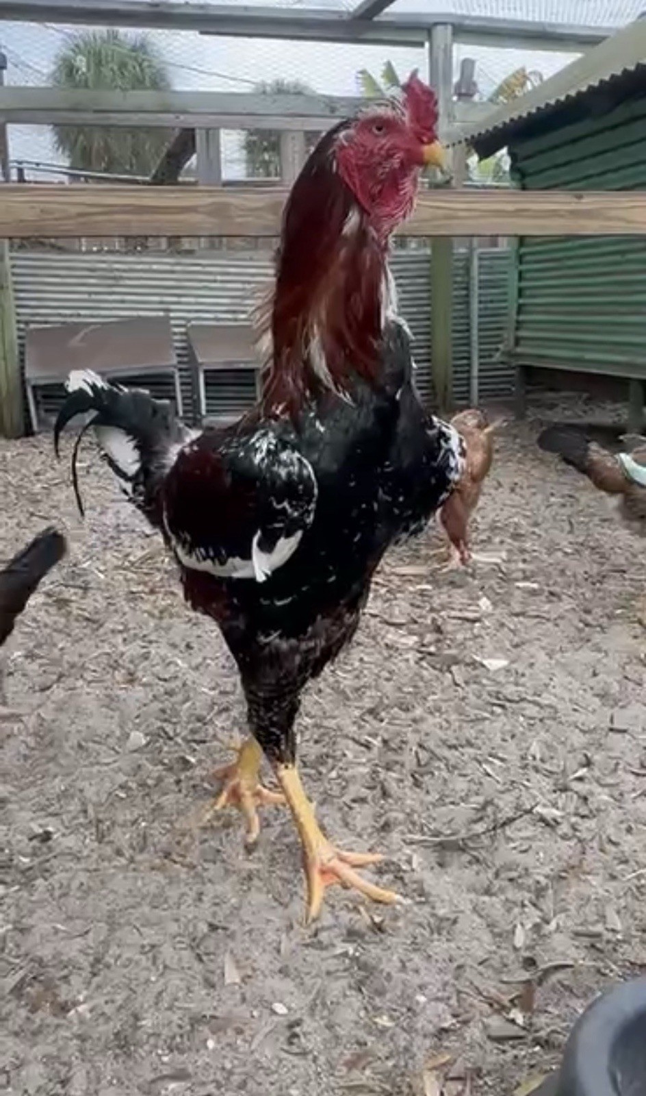 7+ Indio Gigante Hatching Eggs. Brazil. NPIP ~ AI. TALLEST CHICKEN IN WORLD 🌎