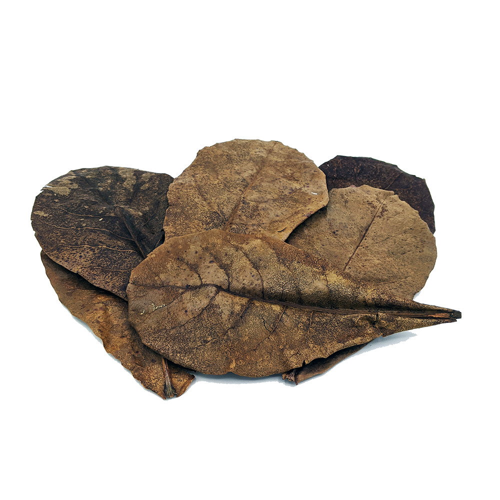 10 pack Indian Almond Leaves Catappa Leaves for Betta Fish and Shrimp.