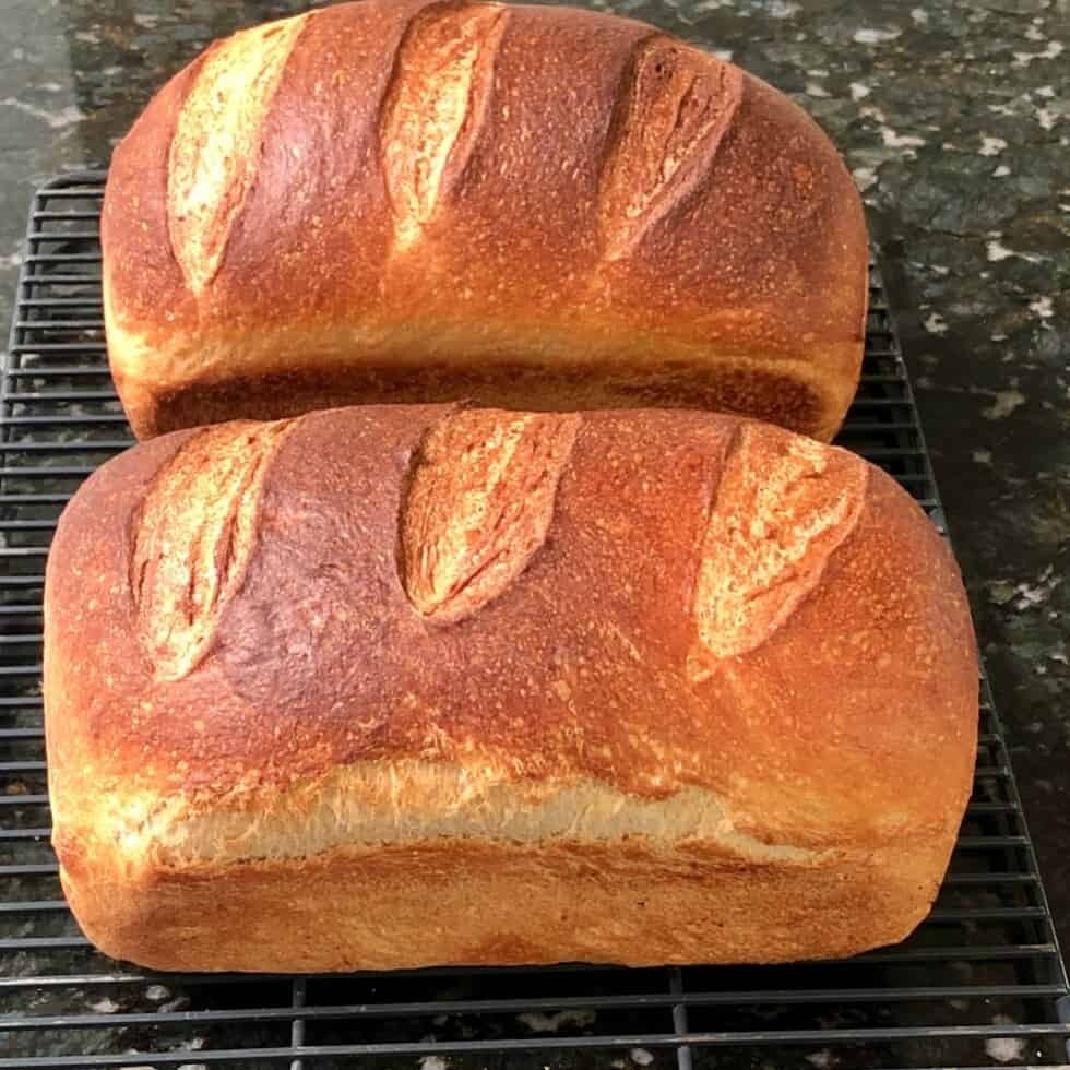 Sourdough Starter Dehydrated Schia Island Action Italian - 10 Gram Bag