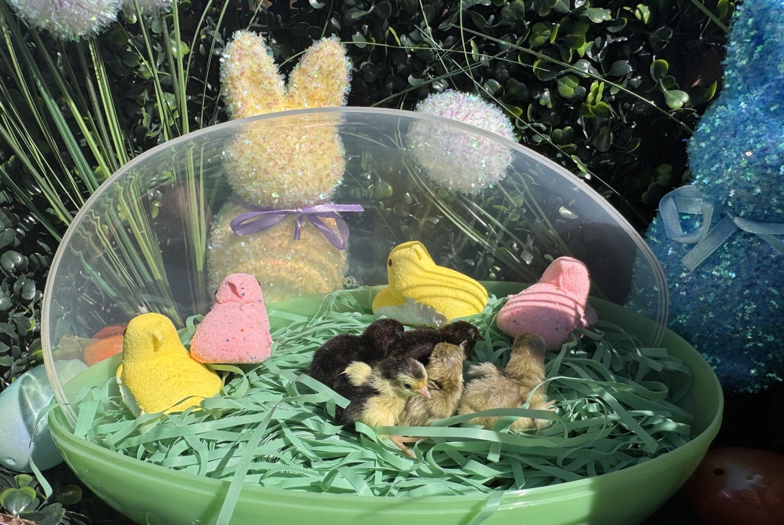 Button Quail hatching eggs