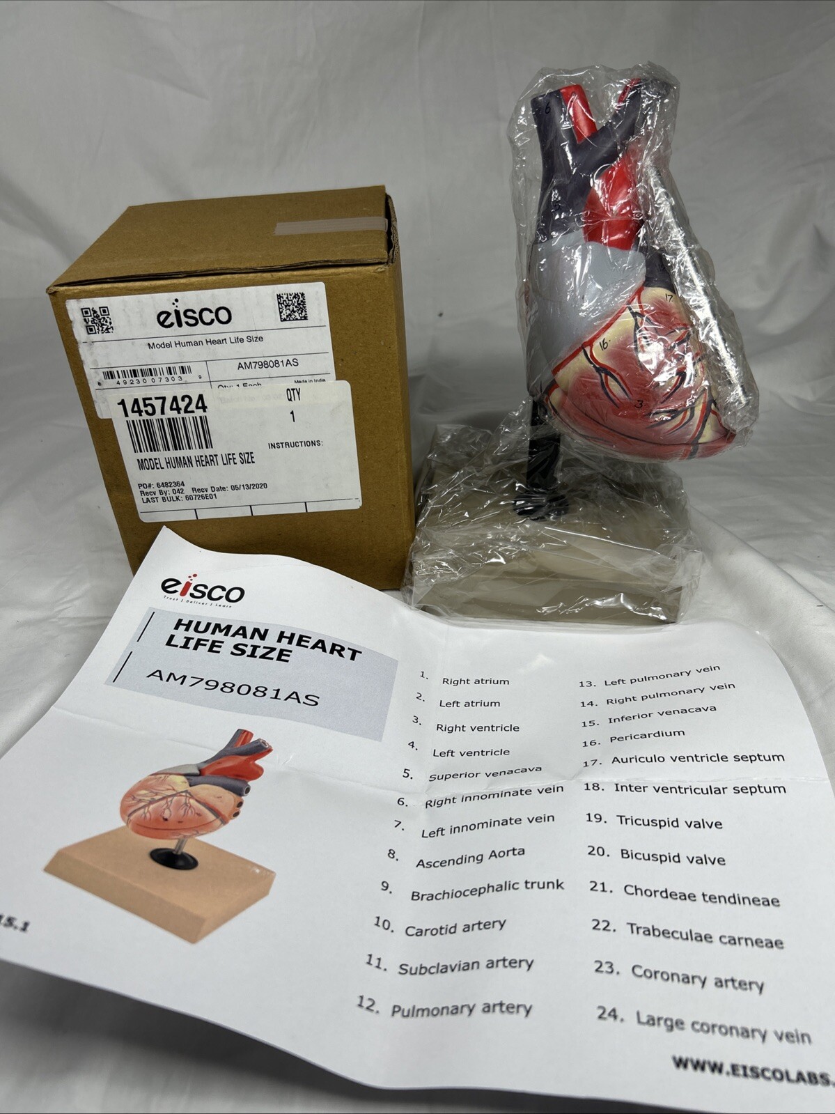 Eisco Labs Life Size Human Heart Model on Base Educational Tool
