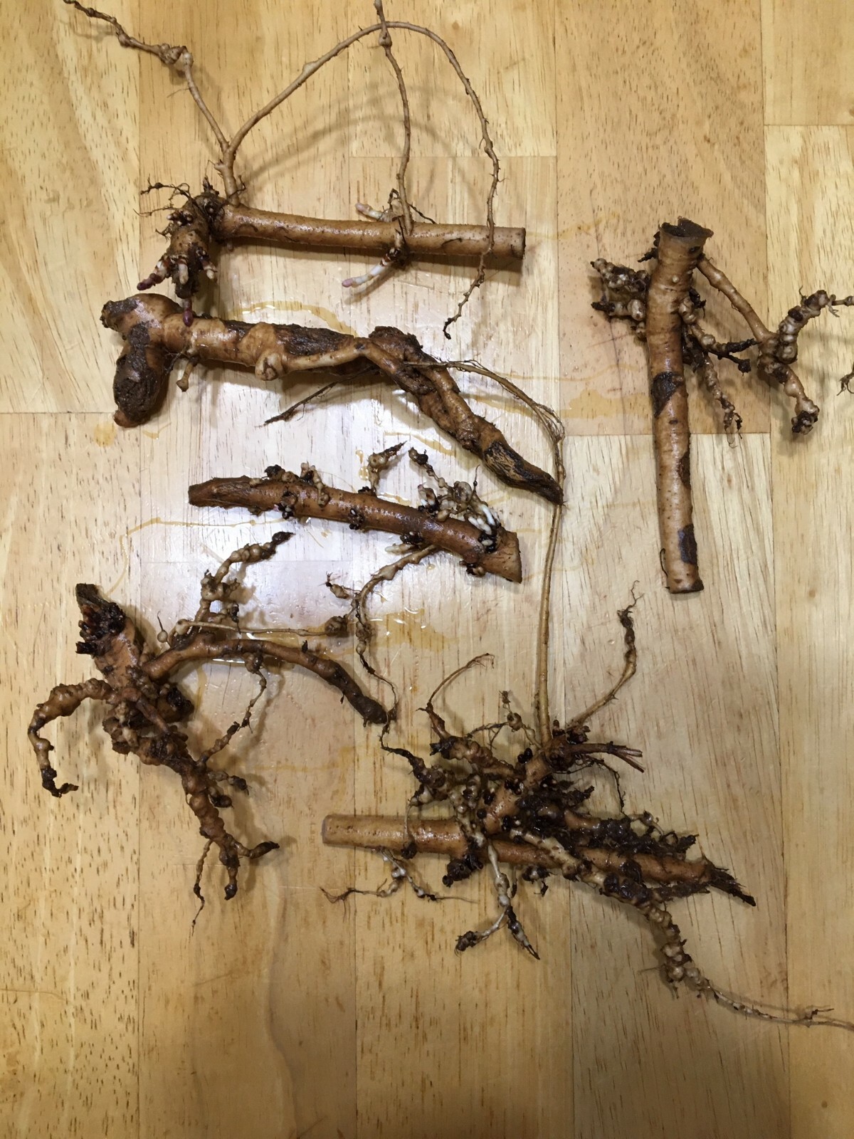 Start This Year's Crop Today. Ideal  Gift. 7 Organic Zeus Rhizomes $35.00